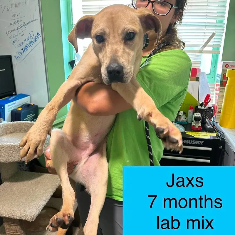 Jaxs