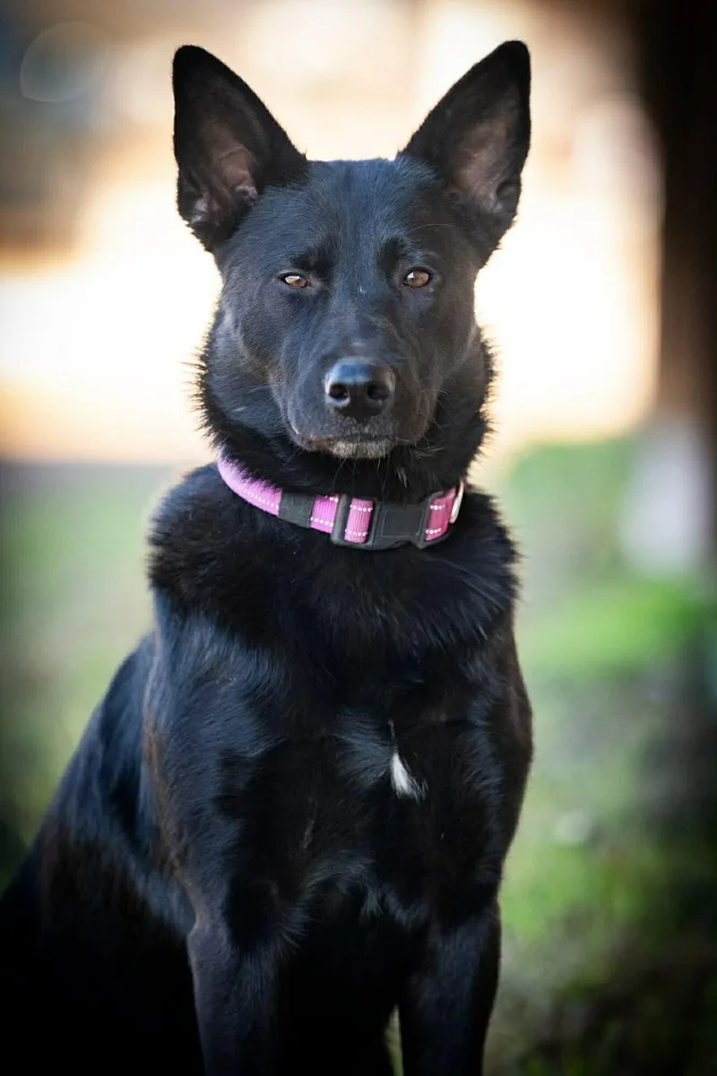 A young medium-sized female Black Shepherd dog named Kaya for adoption in Elkhorn, WI