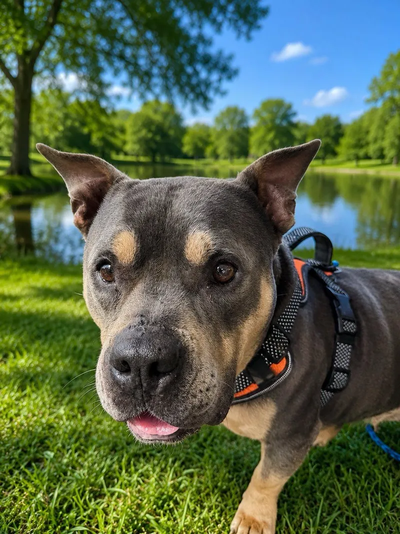 An adult medium-sized female American Bully dog named Happy for adoption in Winnfield, LA