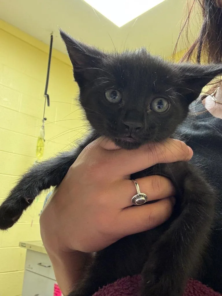 A baby small-sized male Domestic Short Hair cat named Titos for adoption in Crossville, TN