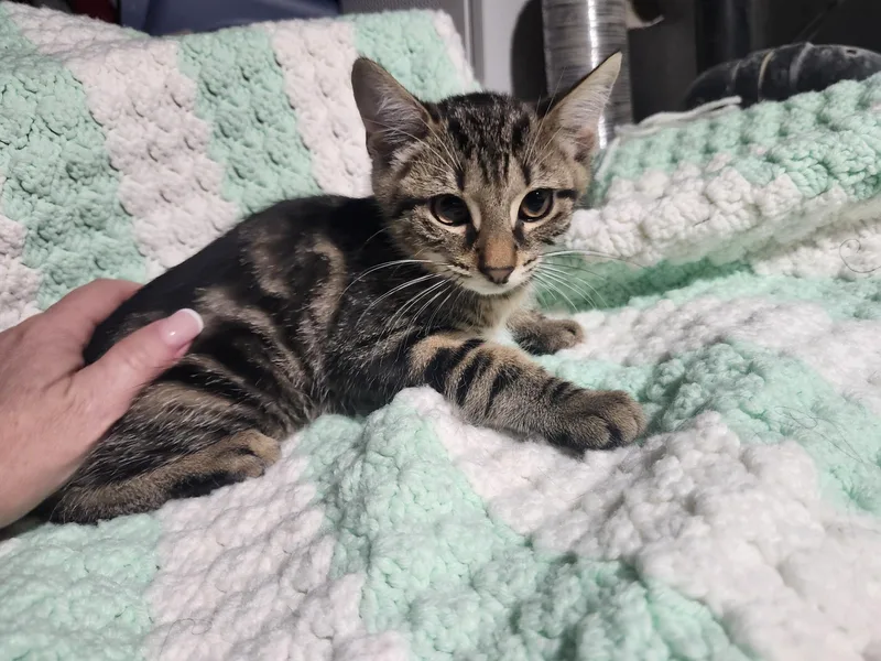 A baby medium-sized male Domestic Short Hair cat named Juniper for adoption in East Brunswick, NJ
