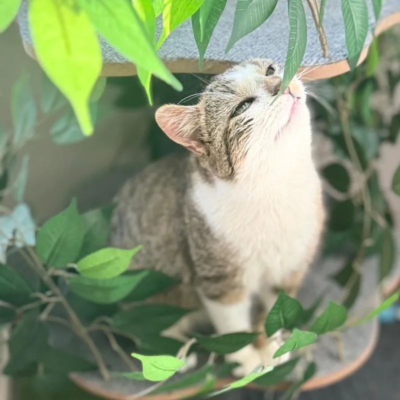 Cocokota