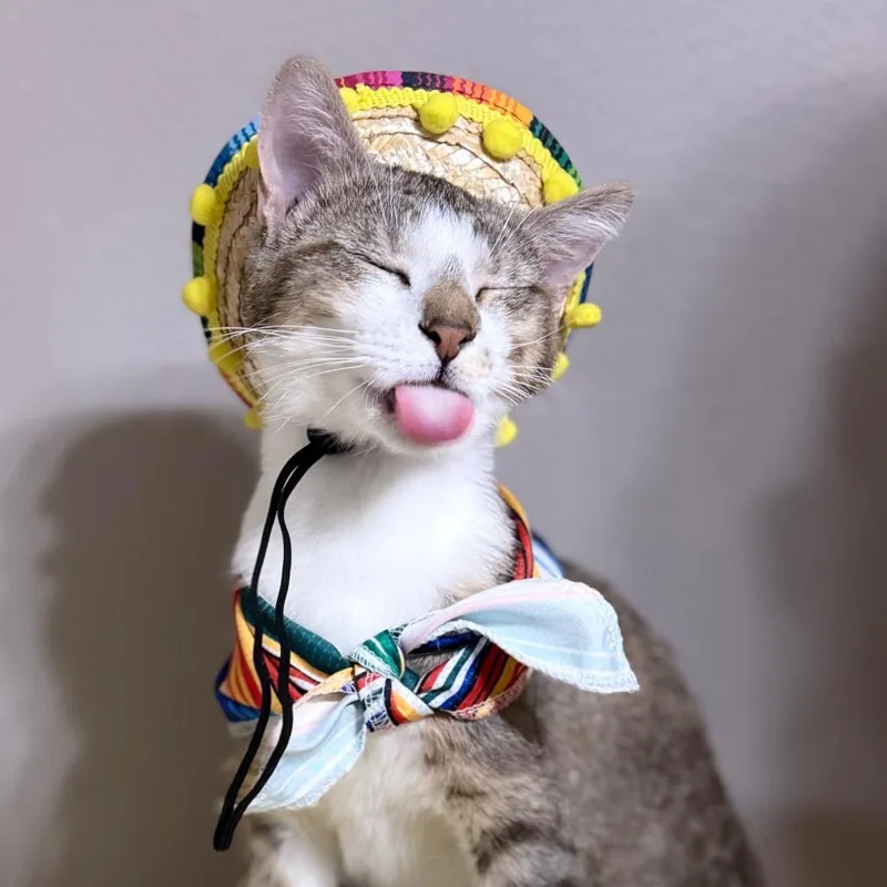 Cocokota thumbnail 6