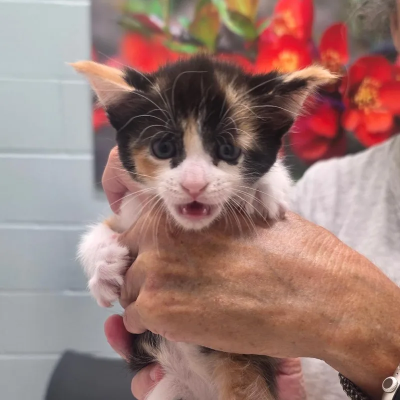 A baby small-sized female Domestic Short Hair cat named Autumn for adoption in Jacksonville, FL