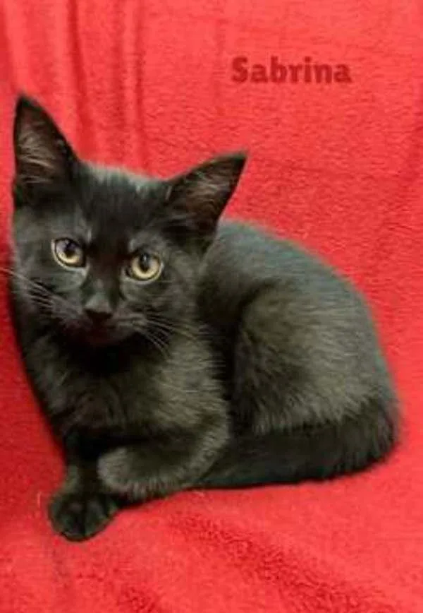 A baby small-sized female Domestic Short Hair cat named Sabrina for adoption in Roanoke, VA
