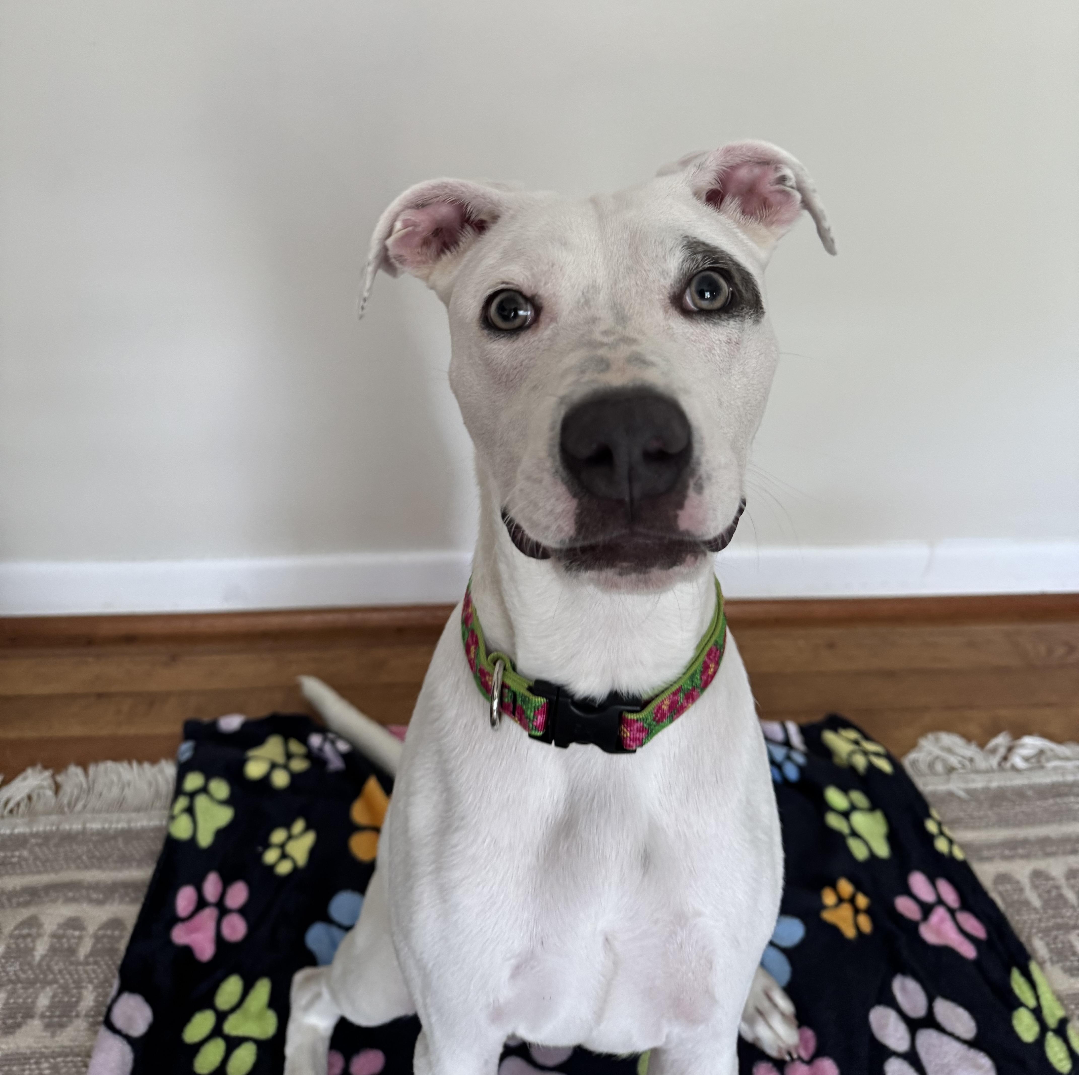 A young medium-sized female Pit Bull Terrier dog named Sally for adoption in High Point, NC