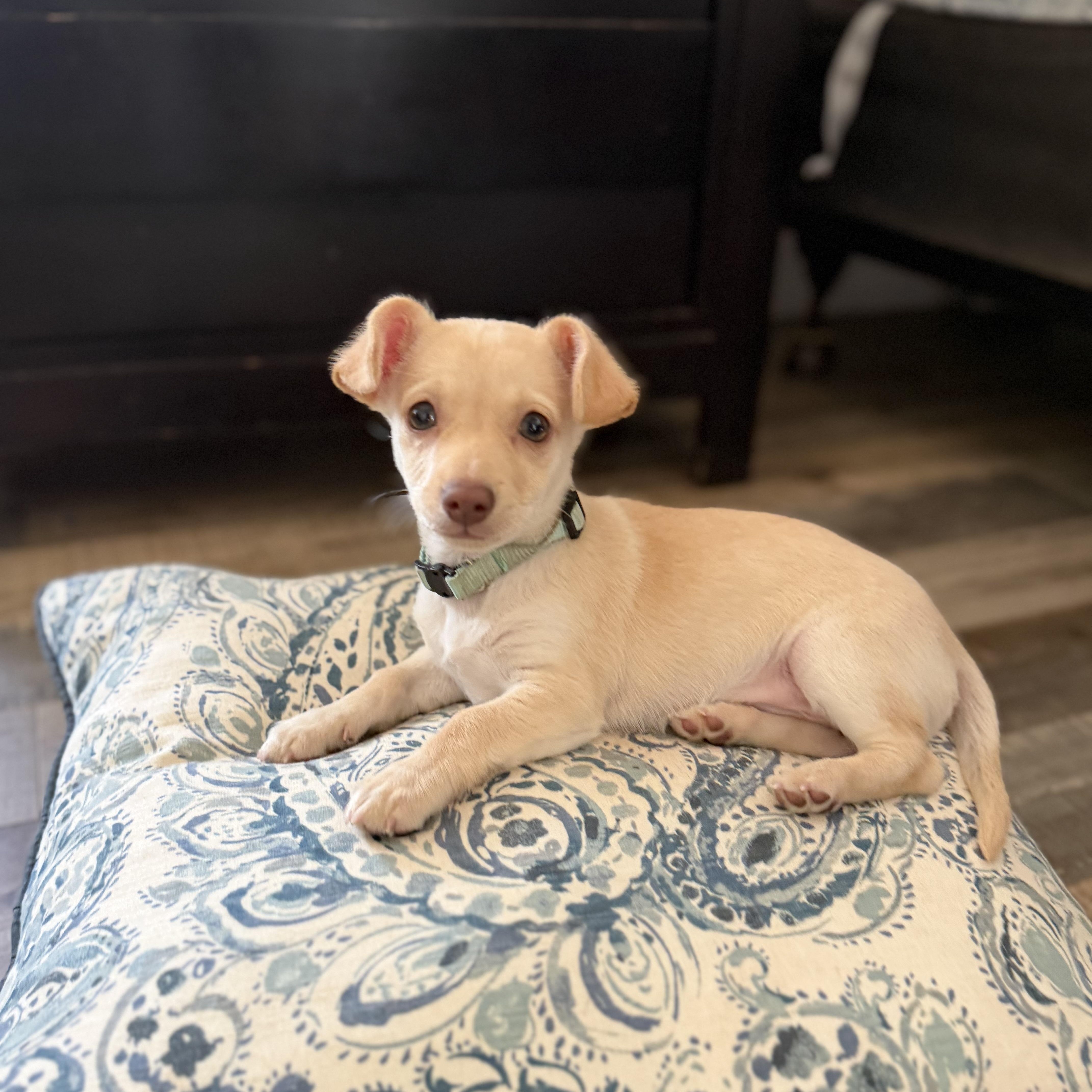 A baby small-sized male Corgi dog named Van for adoption in Lodi, CA