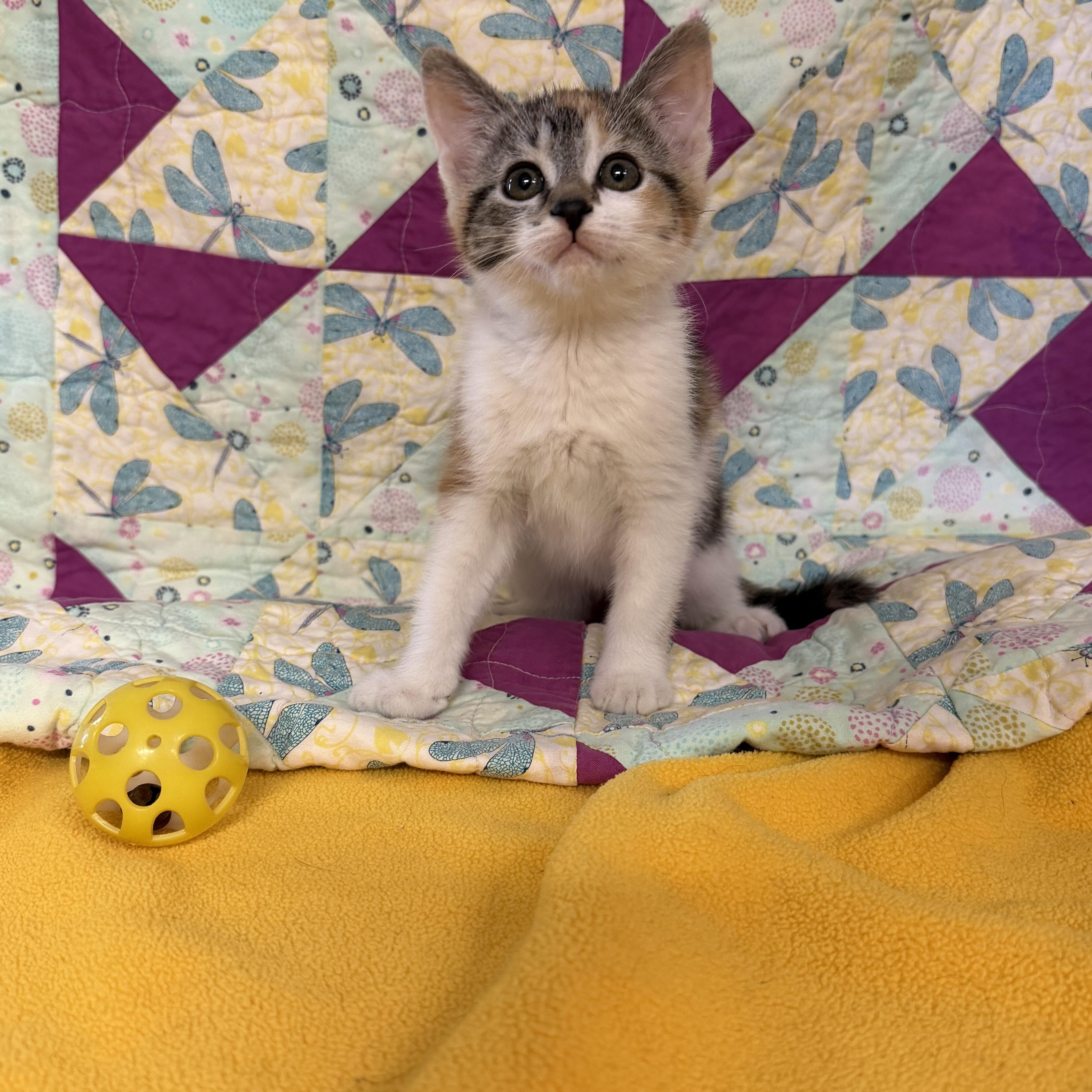 A baby medium-sized female Domestic Short Hair cat named Rainbow Dash for adoption in St. Clair, MI