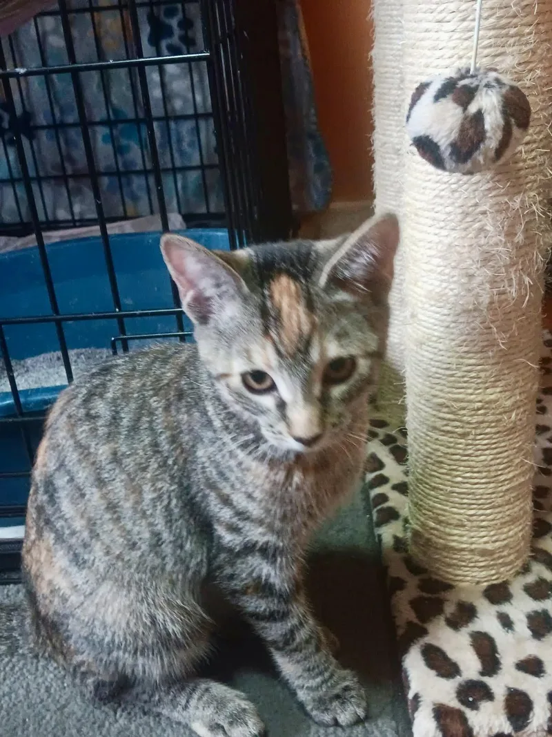 A baby small-sized female Domestic Short Hair cat named Sandylynn for adoption in Forest Lake, MN