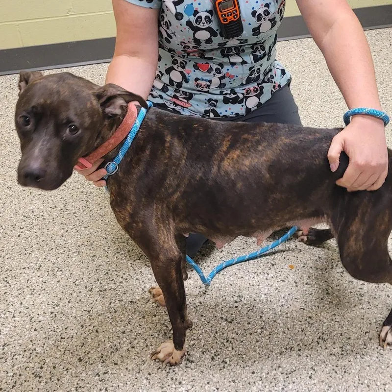 An adult medium-sized female Pit Bull Terrier dog named Vita for adoption in Cedar Rapids, IA