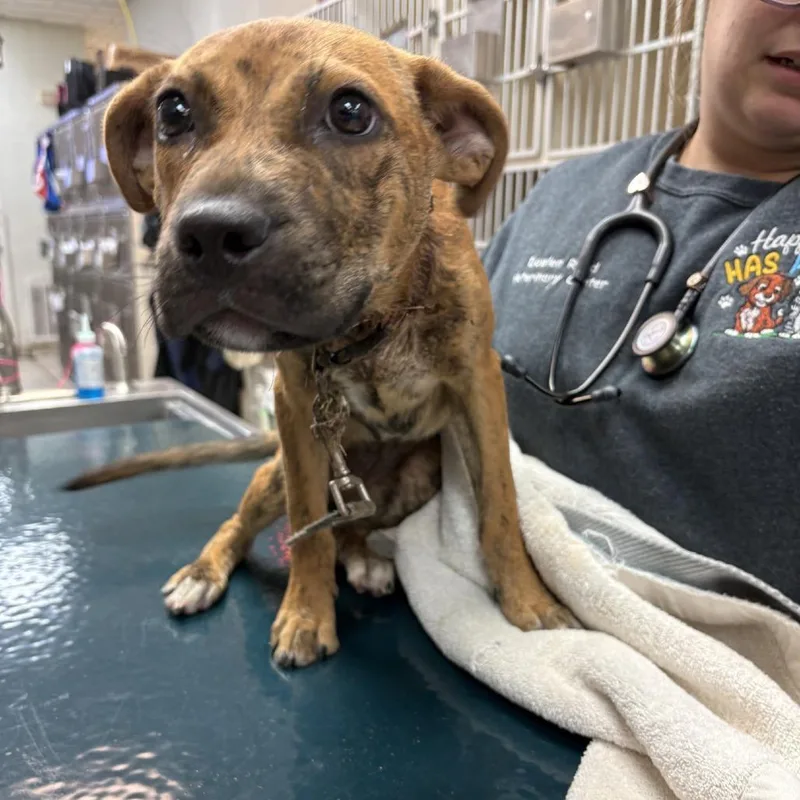 A baby small-sized female Brown / Chocolate Black Mouth Cur dog named Lazy River for adoption in Beaumont, TX