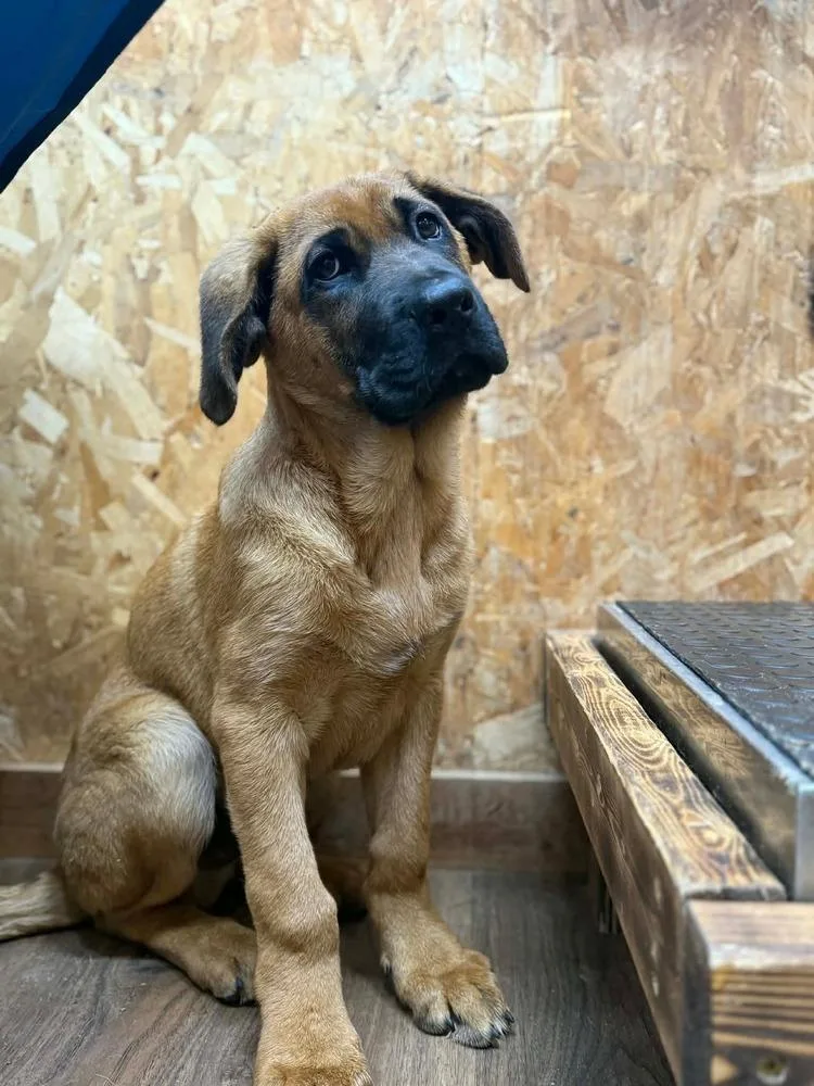 Bane Maverick thumbnail 2