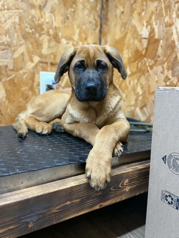 Bane Maverick thumbnail 3