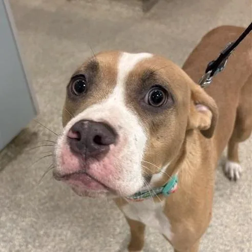An adult medium-sized female Brown / Chocolate Mixed Breed dog named San Francisco for adoption in Jacksonville, FL