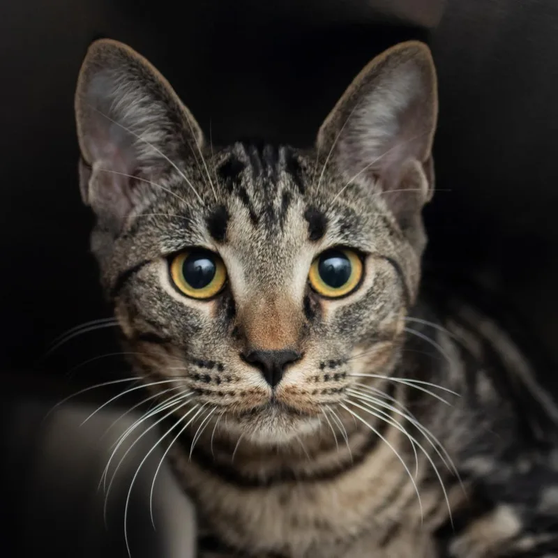 A baby medium-sized male Black Domestic Short Hair cat named Rueben for adoption in Middletown, RI
