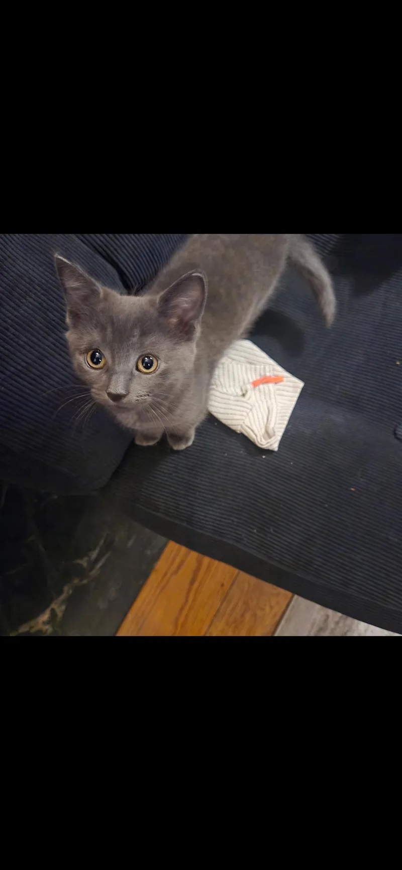 A baby small-sized female Gray & White Domestic Short Hair cat named Dear Prudence for adoption in North Haven, CT