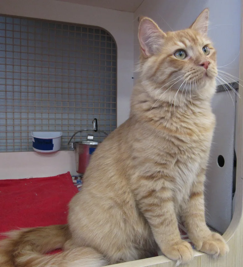 A baby medium-sized male Tabby cat named Kopa for adoption in Conroe, TX