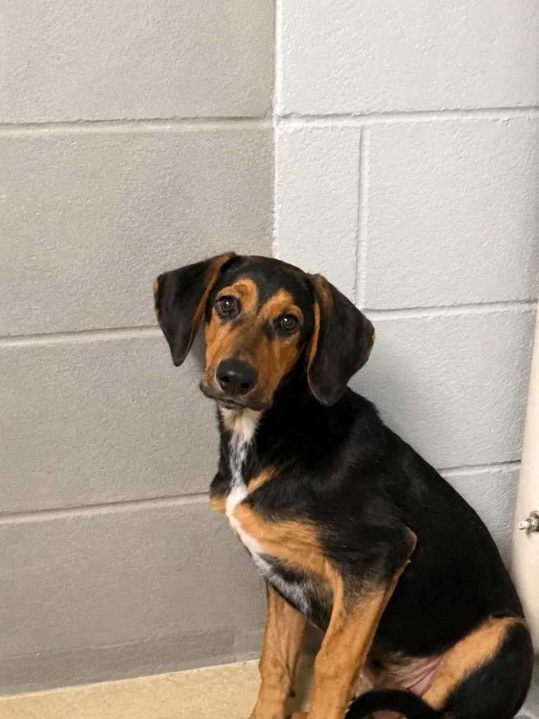 A baby medium-sized male Tricolor (Brown, Black, & White) Bluetick Coonhound dog named Odin for adoption in Winnsboro, SC