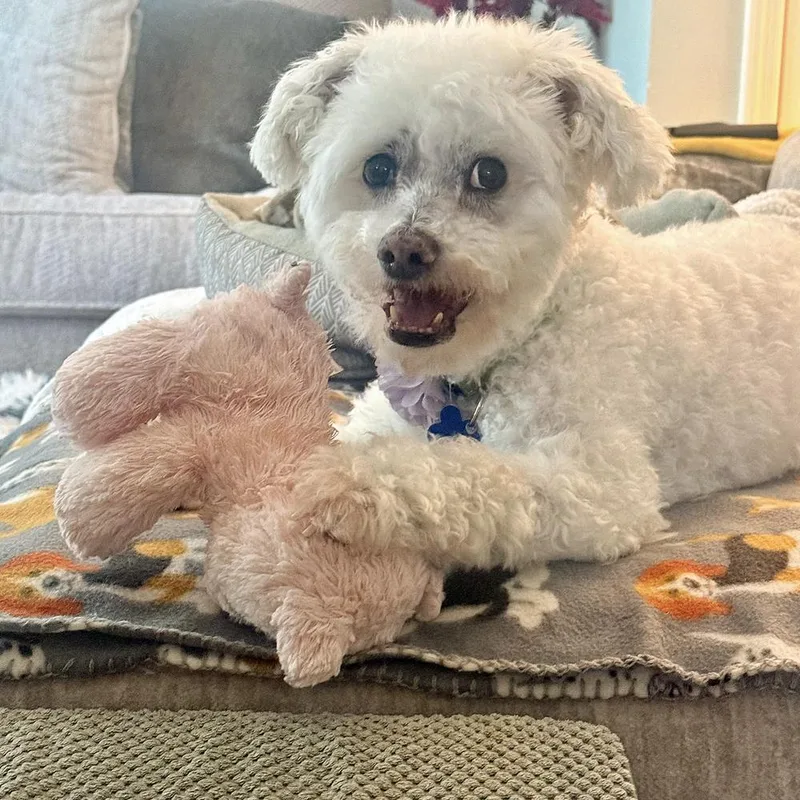 An adult small-sized male White / Cream Poodle dog named Dexter for adoption in Orlando, FL