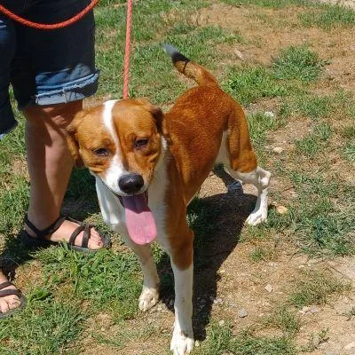 A young medium-sized male Beagle dog named Hauss for adoption in Philippi, WV