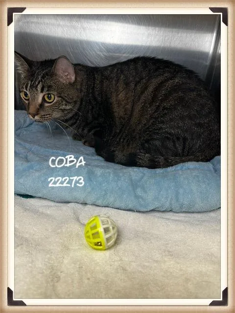 Coba thumbnail 2