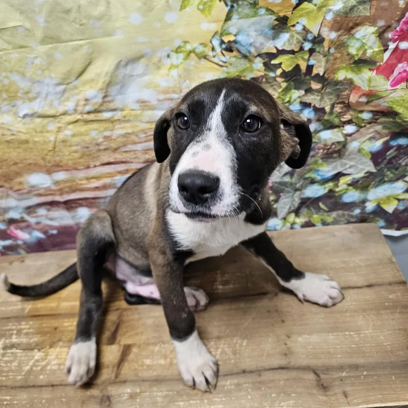 A baby medium-sized male Brown / Chocolate Labrador Retriever dog named Mr Big for adoption in Normal, IL