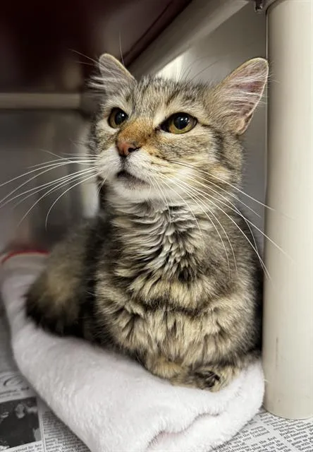 A senior medium-sized female Domestic Short Hair cat named Fiona for adoption in Boston, MA