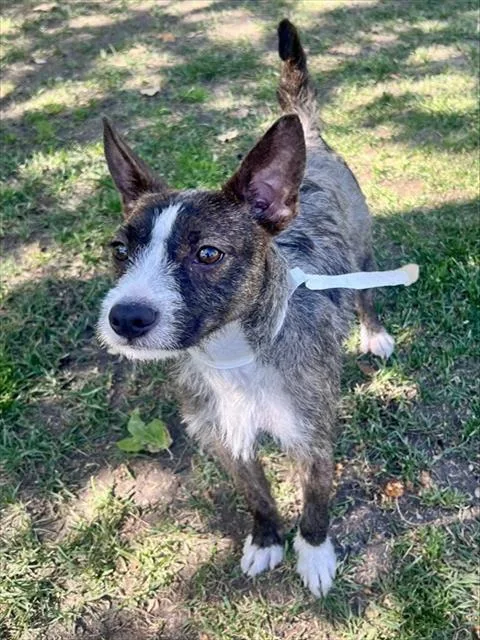 A young small-sized female Basenji dog named Lady for adoption in Riverside, CA