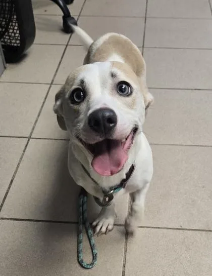 An adult small-sized male Chihuahua dog named Trex for adoption in Philadelphia, PA