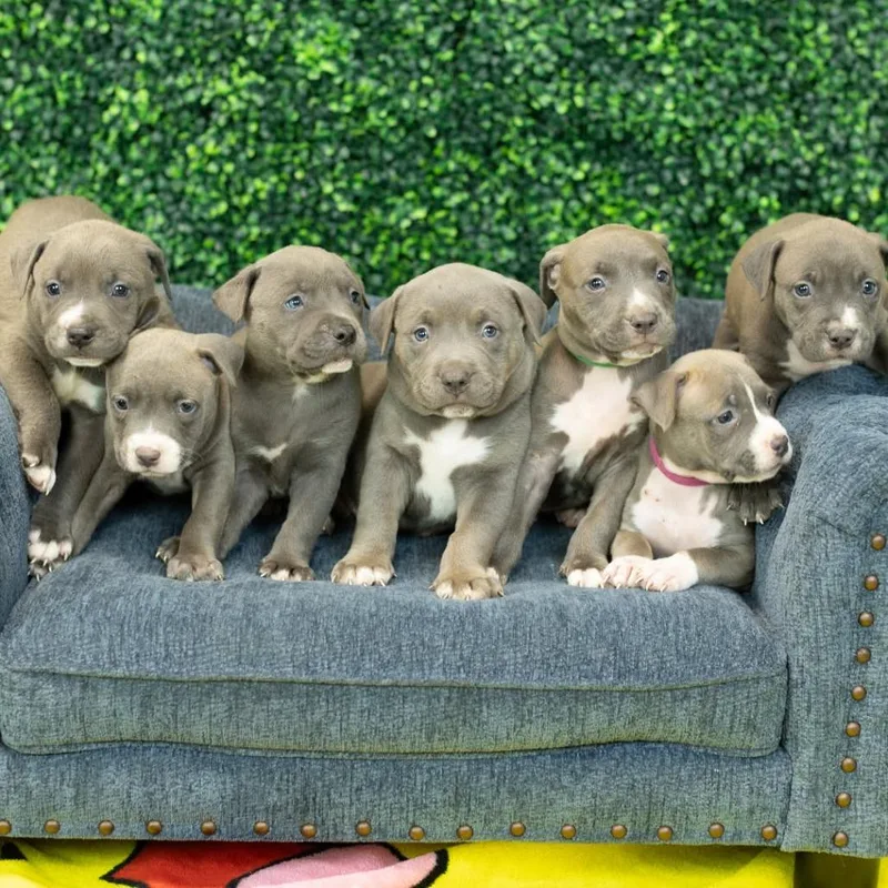A baby small-sized male Gray / Blue / Silver Pit Bull Terrier dog named Quincy for adoption in East Saint Louis, IL