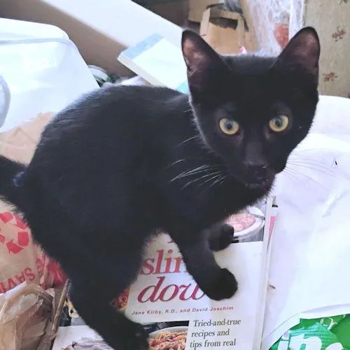 Theodore thumbnail 2