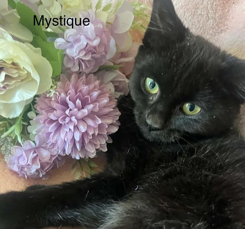 A baby medium-sized female Bombay cat named Mystique for adoption in Wyandotte, MI
