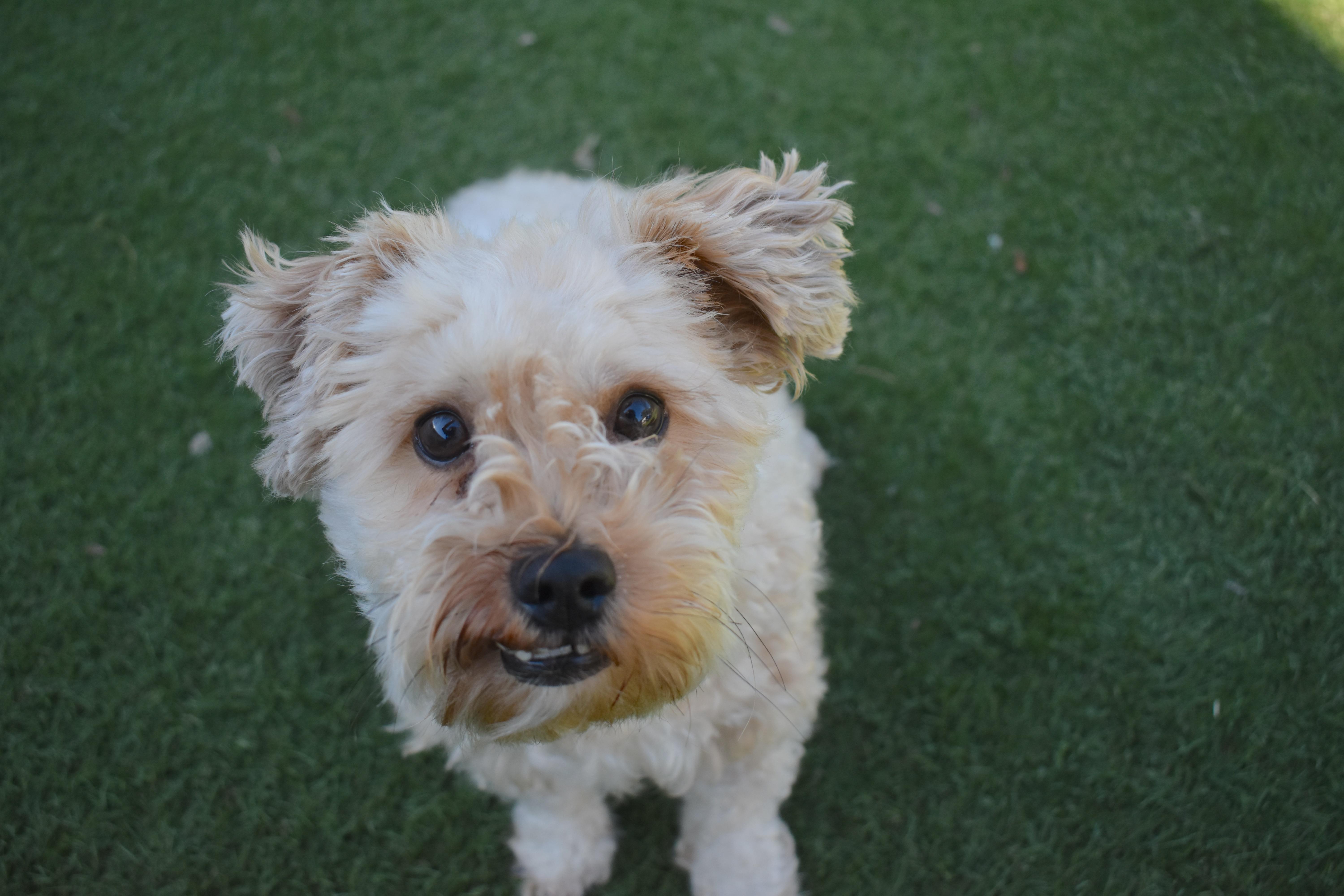 A young small-sized male Miniature Poodle dog named Chicken Nugget for adoption in Auburn, NE