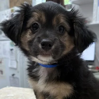 A baby small-sized male Mixed Breed dog named Neosporin for adoption in Pleasanton, CA