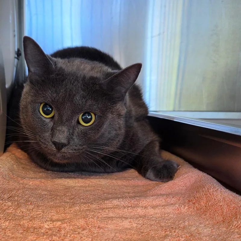 An adult large-sized male Gray / Blue / Silver Domestic Short Hair cat named Zeppola for adoption in Asheville, NC