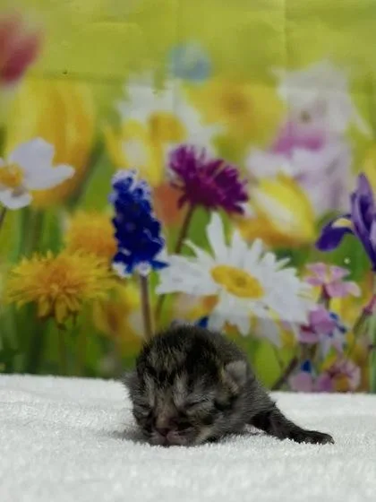A baby small-sized female Domestic Short Hair cat named Wednesday for adoption in San Antonio, TX