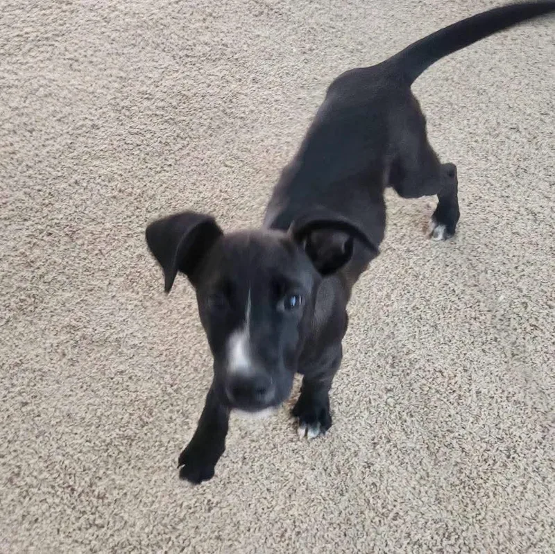 A baby large-sized male Black Labrador Retriever dog named Shadow for adoption in Grand Island, NE