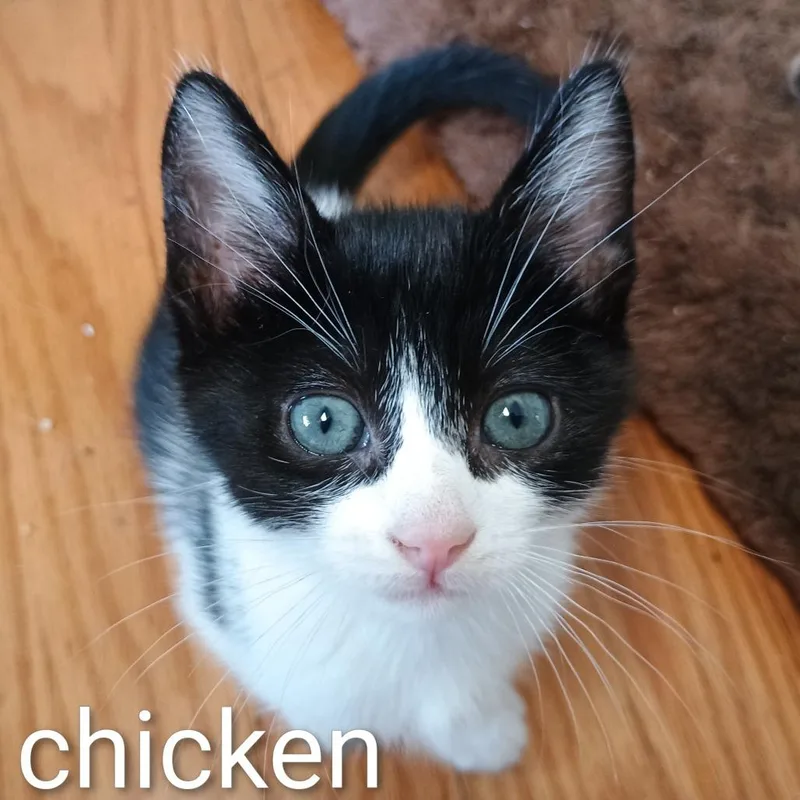 A baby small-sized male Black Domestic Short Hair cat named Chicken for adoption in Wappingers Falls, NY