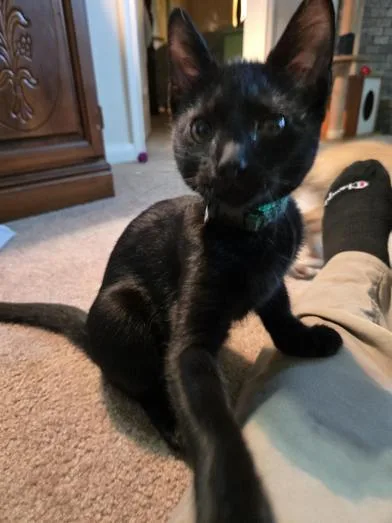 A baby medium-sized male Black Bombay cat named Luke for adoption in Liverpool, TX