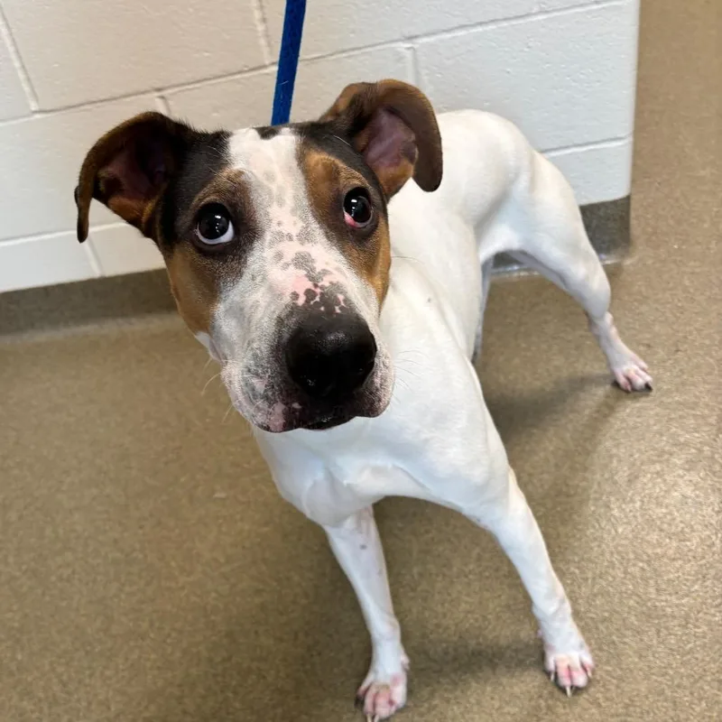 A young medium-sized male White / Cream Mixed Breed dog named Patrick for adoption in Council Bluffs, IA
