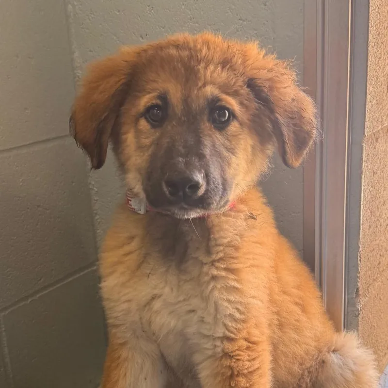 A baby medium-sized female Yellow / Tan / Blond / Fawn Anatolian Shepherd dog named Eleanor for adoption in Santa Barbara, CA
