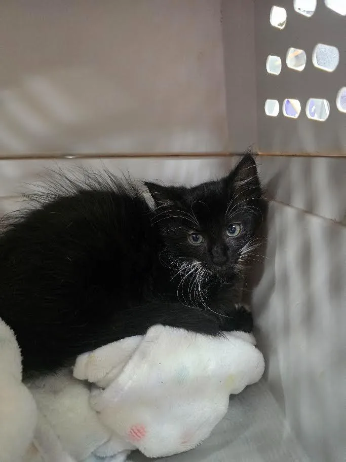 A baby small-sized male Domestic Long Hair cat named Skunk Baxter for adoption in Glenfield, NY