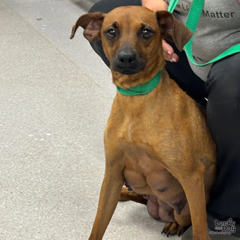 A young small-sized female Miniature Pinscher dog named Francesca for adoption in Washington, DC