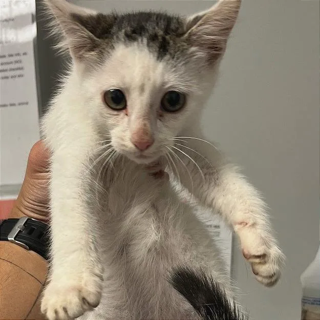 A baby small-sized male Calico Domestic Short Hair cat named Mitzi for adoption in Chattanooga, TN