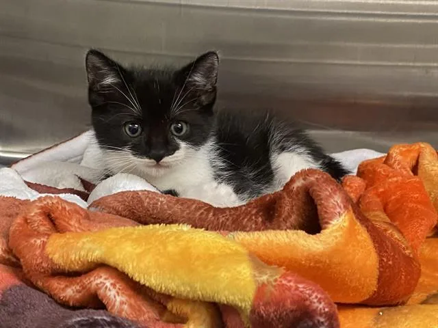 A baby small-sized male Domestic Short Hair cat named Milo for adoption in Tustin, CA