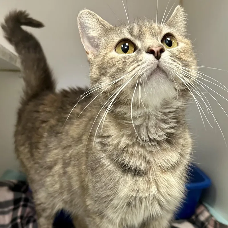 An adult small-sized female Torbie cat named Harp for adoption in Columbia, MO