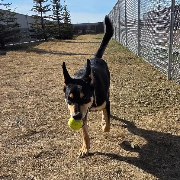 A young medium-sized male Black Shepherd dog named Havarti for adoption in Great Falls, MT