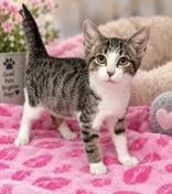 A young medium-sized female Tabby (Gray / Blue / Silver) Domestic Short Hair cat named Mercy for adoption in Portsmouth, OH