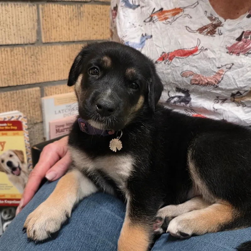 A baby small-sized female Doberman Pinscher dog named Bea for adoption in Austin, TX