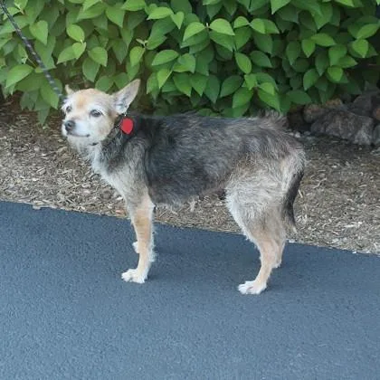 A senior small-sized female Yorkshire Terrier dog named Nella for adoption in Elk Grove Village, IL